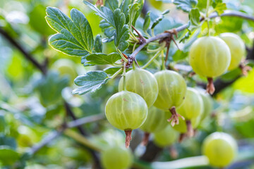 Green ripe gooseberries on the branches of a bush in the garden.