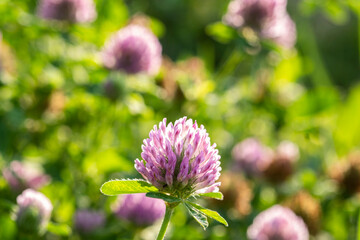 Red clover, Wild blooming red clover in the golden hour.