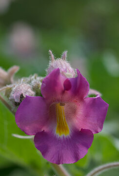 Beautiful close-up of a proboscidea louisianica
