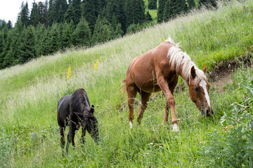 Two young horses graze in the mountains among the tall juicy grass.