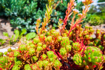 Sedum close-up. Flower club near the house. Background of flowers in the yard. Beautiful natural countryside landscape with blurry background