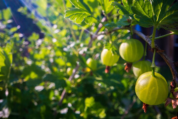 Ripe, juicy gooseberry. Garden fruit bush. Beautiful natural rural landscape with strong blurred background. The concept of healthy food with vitamins