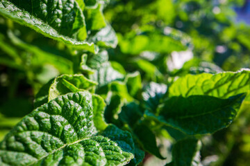 Stem and leaves of potato close-up in the farm. Green fresh natural food crops. Gardening concept. Agricultural plants growing in garden beds