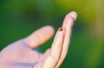 Fototapeta premium ladybird on finger