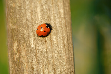 ladybug 