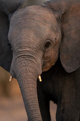 Obraz premium Close-up of young African elephant watching camera