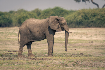 Fototapeta na wymiar Female African bush elephant stands on floodplain