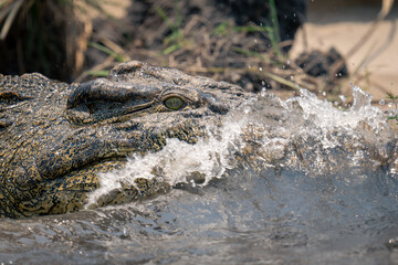 Close-up of wave breaking on Nile crocodile