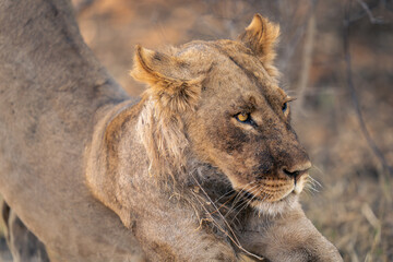 Close-up of young male lion lying stretching