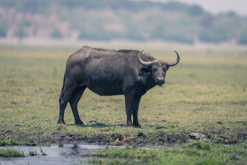 Obraz premium Female Cape buffalo stands on grassy riverbank