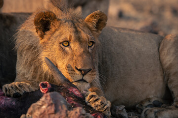 Close-up of young male lion with carcase