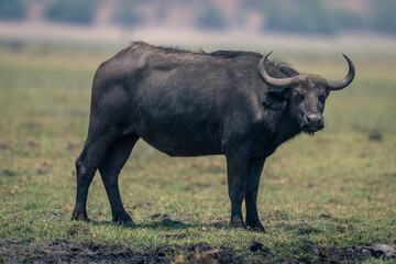 Obraz premium Female Cape buffalo stands staring on floodplain
