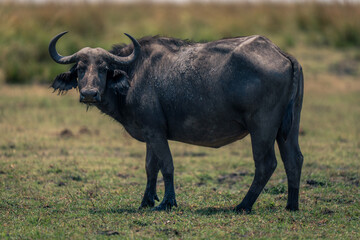 Obraz premium Female Cape buffalo stands turning toward camera