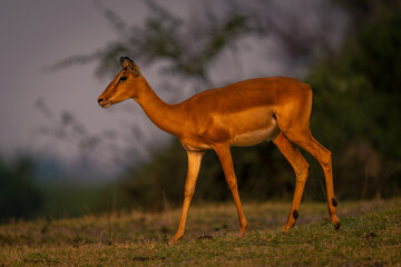 Female common impala walks across grassy plain