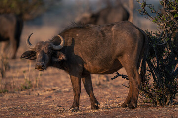 Female Cape buffalo stands turning to camera
