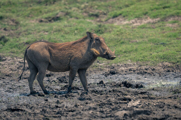 Female common warthog stands in muddy waterhole