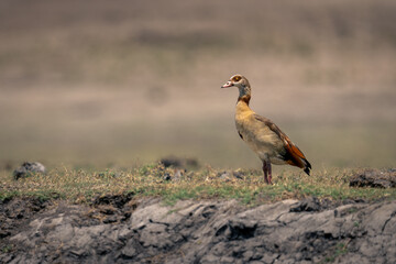 Egyptian goose stands in profile on riverbank
