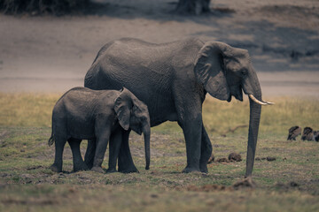 Female African elephant and calf stand grazing