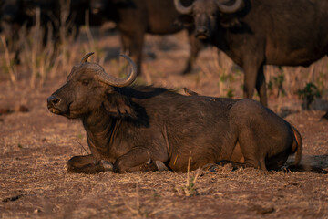 Fototapeta premium Female Cape buffalo lies on dead grass