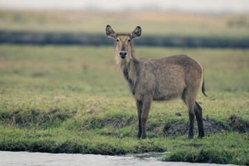 Female common waterbuck stands on grassy riverbank