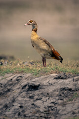 Egyptian goose stands on riverbank in profile