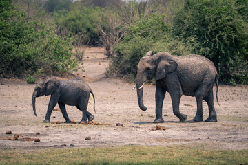 Fototapeta premium Female African elephant follows calf along riverbank