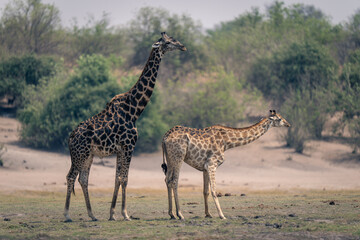 Naklejka na ściany i meble Female and male southern giraffes stand together
