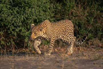 Female leopard walks past bushes lifting foot