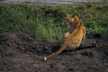 Female leopard sits near river looking back