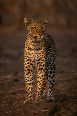 Female leopard stands on sand turning head