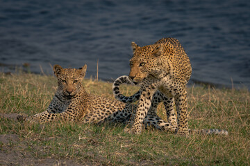 Female leopard steps over cub lying down