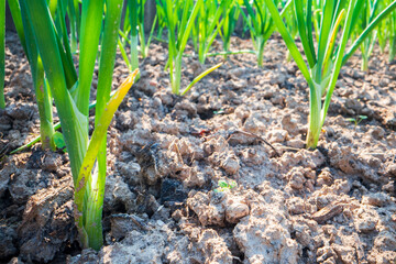 Stem and leaves of onion close-up in the farm. Green fresh natural food crops. Gardening concept. Agricultural plants growing in garden beds