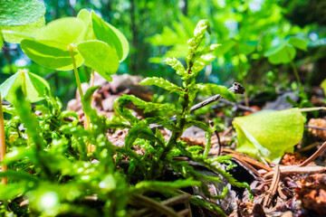 Close-up moss and plants in the forest. Detailed microcosm. Low point of view in nature landscape with strong blurry background. Ecology environment