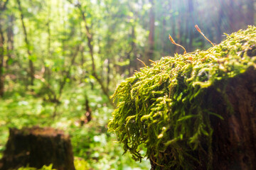 Close-up moss on a stump in the forest. Beautiful natural landscape. Selective focus in the foreground with a blurred background and copyspace