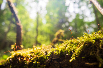 Beautiful surface of an old fallen tree. There are pieces of bark and some green moss. Selective focus in the foreground with a blurred background