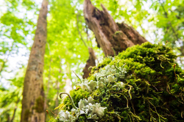Close-up moss on a stump in the forest. Beautiful natural landscape. Selective focus in the foreground with a blurred background and copyspace