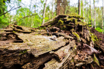 Fototapeta na wymiar Beautiful surface of an old fallen tree. There are pieces of bark and some green moss. Selective focus in the foreground with a blurred background