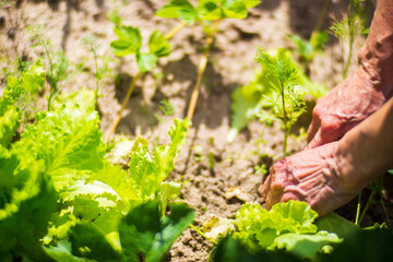 Naklejka na ściany i meble Harvesting lettuce by the farmer in the garden at the farm. Gardening concept. Agricultural work on a plantation. Fresh healthy organic food