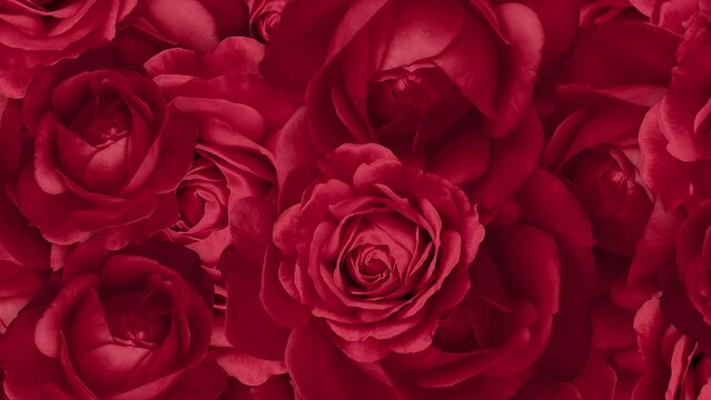 A red rose Floating Flowers Background