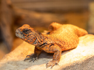 close up of a orange lizard uromastyx