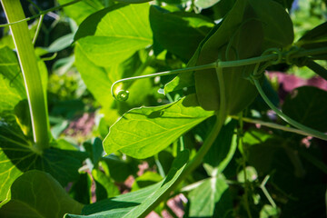 Fototapeta na wymiar Stem and leaves of pea close-up in the farm. Green fresh natural food crops. Gardening concept. Agricultural plants growing in garden beds