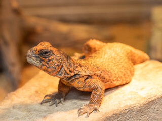 close up of a orange lizard uromastyx