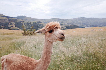 alpaca farm tour