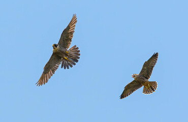 Peregrine falcon fledgling following mother and calling for food