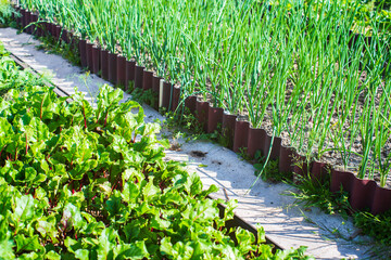 Crops planted in soil get ripe under sun. Cultivated land close up with sprout. Agriculture plant growing in bed row. Green natural food crop