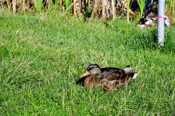 A close up on a brown, white, and black duck or drake grazing and resting in the middle of a tall lawn or pastureland next to some other birds spotted on a sunny summer day in Poland during a hike