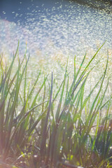 Obraz premium Watering vegetable plants on a plantation in the summer heat. Drops of water irrigate crops. Gardening concept. Agriculture plants growing in bed row