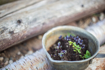 Young seedlings of agricultural plants ready for planting on the farm. Gardening concept. Agricultural work on the plantation
