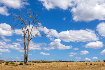Fototapeta na wymiar Dead skeleton eucalyptus trees in Tasmania, Australia. Summer sky background. Summer landscape in the Tasmanian Highlands.