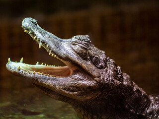 Basking caiman close up